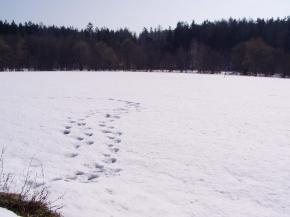 Stavebn� parcely - Nov� Ves u �esk�ch Bud�jovic
