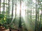 Prodej pozemk� bl�zko obce V�em�ry - Z�to�